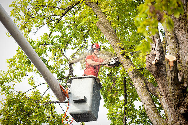 How Our Tree Care Process Works  in  Hoopers Creek, NC